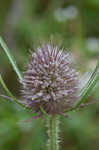 Teasel